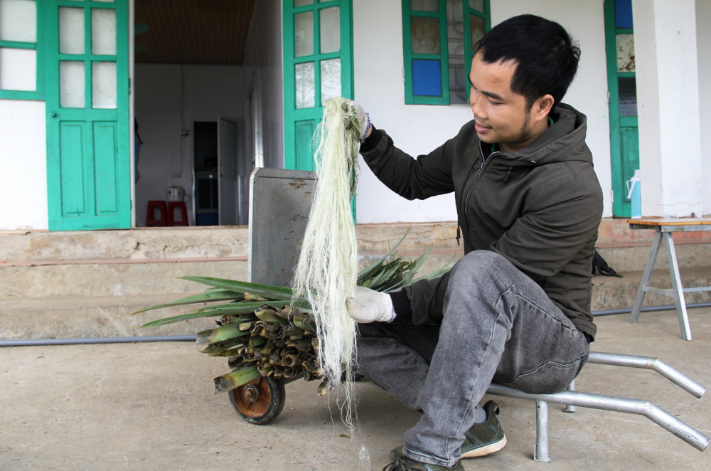 Create the machine separates the pineapple leaves into yarn as a textile material
